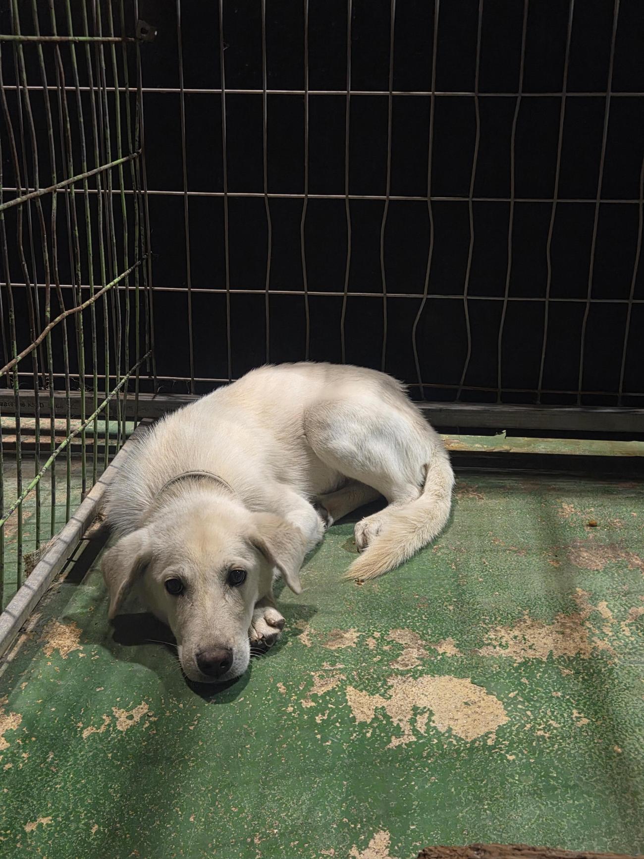 보호중 믹스견의 가…